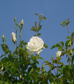 White Rose 2.jpg